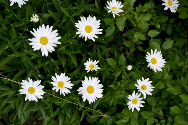 カモミールだ マトリカリア デイジー 多年草の開花植物 自然の美しい花の抽象的な背景 夏の風景 家の花 — ストック写真