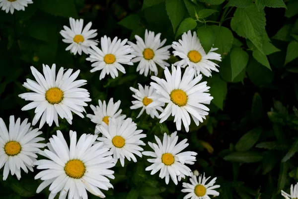 Matrikarien Gänseblümchen Kamille Mehrjährige Blühende Pflanze Schöne Blume Abstrakten Hintergrund — Stockfoto