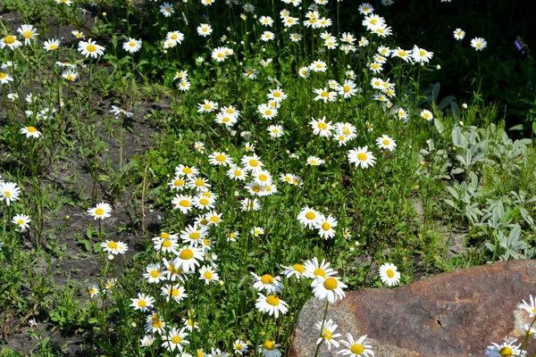 Daisy Camomille Matricaria Plante Fleurs Vivaces Belle Fleur Fond Abstrait — Photo
