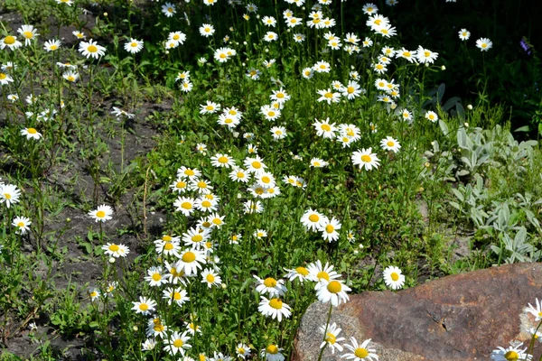 Met Daisy Kamille Matricaria Vaste Plant Bloeiende Plant Mooie Bloem — Stockfoto