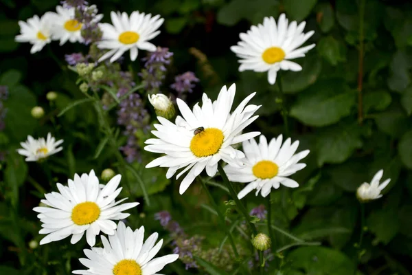 Camomila Matricaria Daisy Planta Florescente Perene Bela Flor Fundo Abstrato — Fotografia de Stock