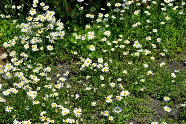 Daisy Vagyok Kamillás Matricaria Vagyok Évelő Virágzó Növény Gyönyörű Virág — Stock Fotó