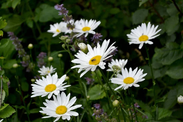 Χαμομήλι Ματρικάρια Ντέιζι Πολυετές Ανθοφόρο Φυτό Όμορφο Λουλούδι Αφηρημένο Φόντο — Φωτογραφία Αρχείου