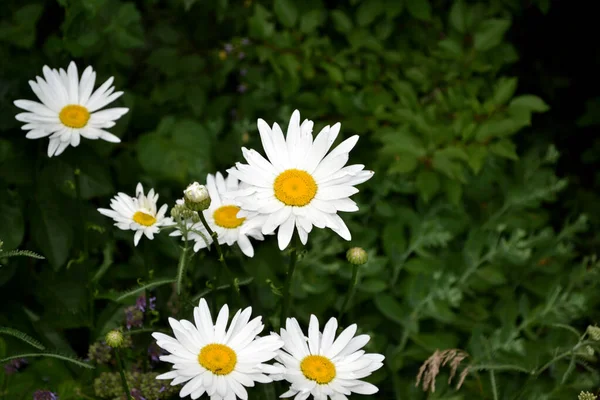 Camomila Daisy Matricaria Planta Florescente Perene Fundo Bonito Natureza — Fotografia de Stock