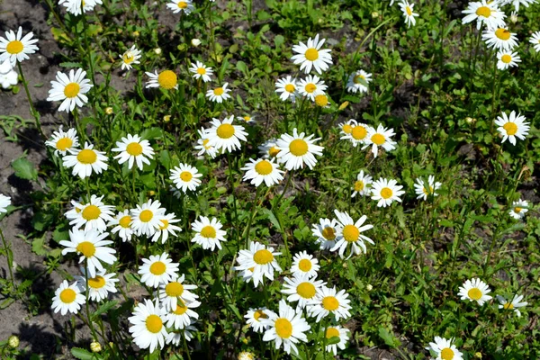 Papatya çayı. Ben Daisy. Matrikaria. Devamlı çiçek açan bir bitki. Doğanın güzel, soyut arka planı. Yaz manzarası. Çiçekçilik, ev çiçeği.