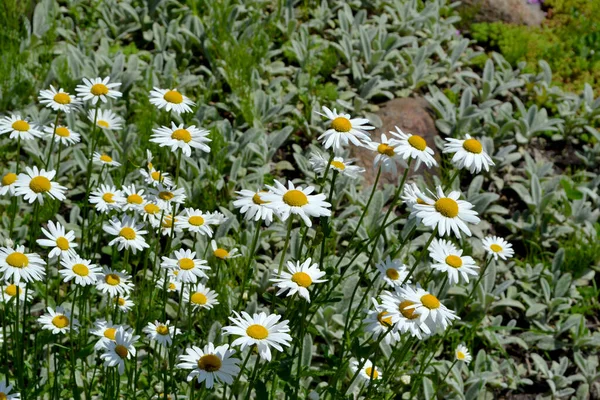 Camomille Daisy Matricaria Plante Fleurs Vivaces Belle Fleur Fond Abstrait — Photo