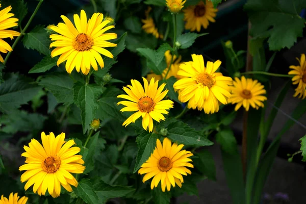 Plante Fleurs Vivaces Héliopsis Helianthoides Fleur Marguerite Jaune Camomille Belle — Photo