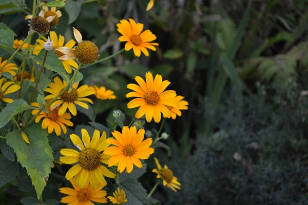 Heliopsis Helianthoides Gelbe Gänseblümchenblümchen Kamille Mehrjährige Blühende Pflanze Schöne Blume — Stockfoto