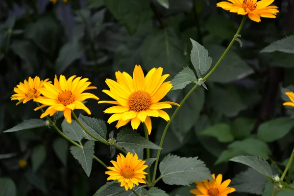 Chamomile Yellow Daisy Heliopsis Helianthoides Perennial Flowering Plant Beautiful Flower — Φωτογραφία Αρχείου