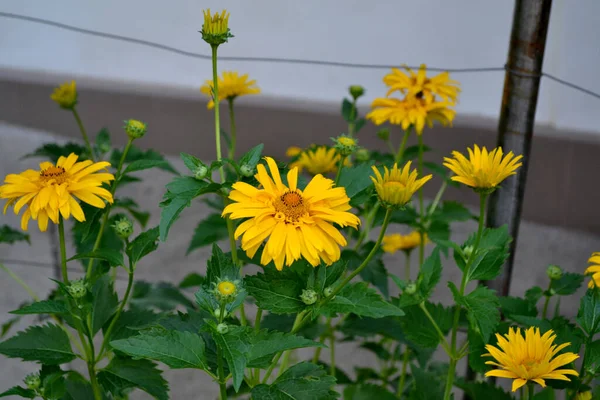 Camomille Fleur Marguerite Jaune Héliopsis Helianthoides Plante Fleurs Vivaces Belle — Photo