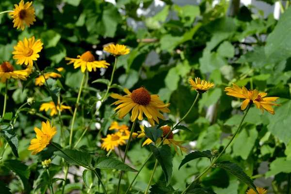 Daisy Amarilla Heliopsis Helianthoides Manzanilla Planta Perenne Con Flores Hermosa — Foto de Stock