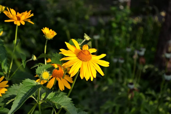 Mehrjährige Blühende Pflanze Heliopsis Helianthoides Gelbe Gänseblümchenblümchen Kamille Schöne Blume — Stockfoto