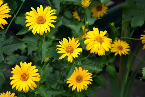 Héliopsis Helianthoides Fleur Marguerite Jaune Camomille Plante Fleurs Vivaces Beau — Photo