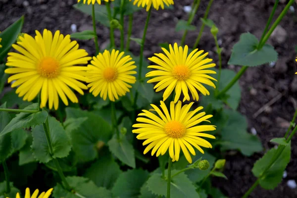 Doronicum Flor Amarela Daisy Camomila Planta Florescente Perene Bela Flor — Fotografia de Stock