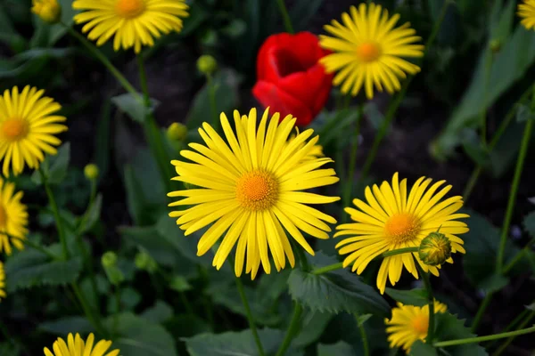 Kamille Gelbe Gänseblümchenblümchen Doronicum Mehrjährige Blühende Pflanze Schöne Blume Abstrakten — Stockfoto