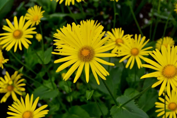 Camomila Flor Amarela Daisy Doronicum Planta Florescente Perene Bela Flor — Fotografia de Stock