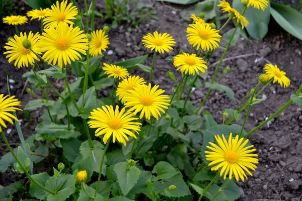 Doronicum Yellow Daisy Flower Chamomile Perennial Plant Beautiful Flower Background — Stock Photo, Image