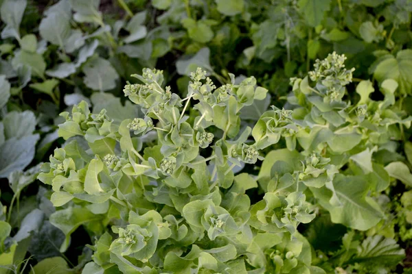 Plante Herbacée Annuelle Salade Laitue Lactuca Sativa Beau Fond Abstrait — Photo