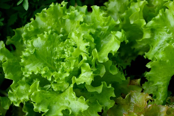 Lactuca Sativa Salada Alface Planta Herbácea Anual Fundo Verde Bonito — Fotografia de Stock