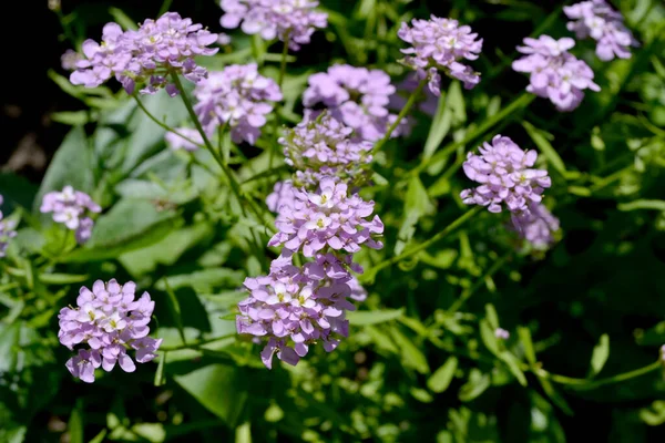 Iberis Iberis Umbellifera Asparagaceae Beautiful Purple Inflorescences Beautiful Flower Abstract — Stock Photo, Image
