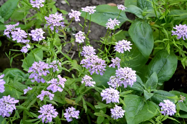Iberis Iberis Umbellifera Asparagaceae Belle Infiorescenze Viola Bellissimo Fiore Sfondo — Foto Stock