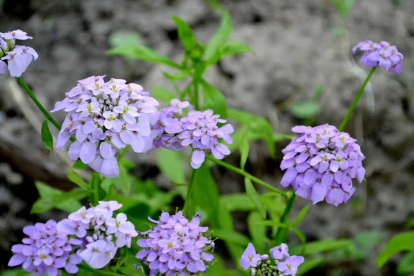 Iberis Umbellifera Iberis Asparagaceae Beautiful Purple Inflorescences Beautiful Flower Abstract — Stock Photo, Image