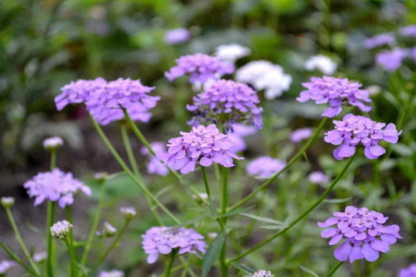 Iberis Umbellifera Иберис Спаржевые Красивые Фиолетовые Соцветия Красивый Цветочный Абстрактный — стоковое фото