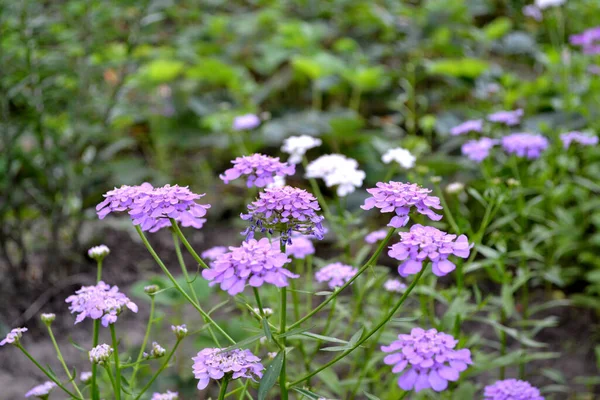 Iberis Umbellifera Iberis Asparagaceae Beautiful Purple Inflorescences Beautiful Flower Abstract — Stock Photo, Image