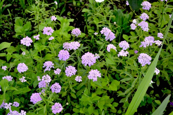 Asparagaceae Iberis Iberis Umbellifera Belle Infiorescenze Viola Bellissimo Fiore Sfondo — Foto Stock