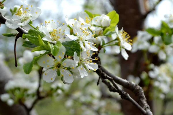 Plum tree. Prunus. Spring white flowers on a tree branch. Beautiful floral spring abstract background of nature. Plum tree in bloom. Spring, seasons, white flowers on plum