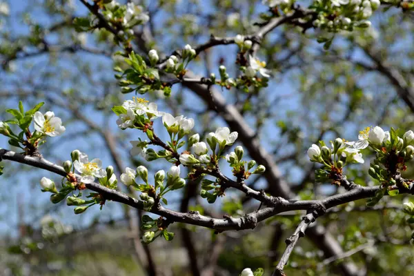 Plum Tree Prunus Beautiful Floral Spring Abstract Background Nature Spring — Stock Photo, Image