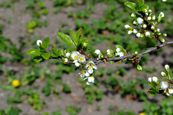Ciruela Hermoso Fondo Abstracto Primavera Floral Naturaleza Prunus Flores Blancas — Foto de Stock