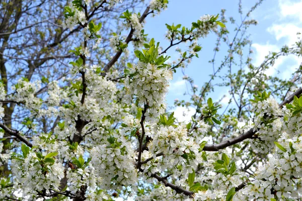 Plum tree. Beautiful floral spring abstract background of nature. Prunus. Spring white flowers on a tree branch. Plum tree in bloom. Spring, seasons, white flowers on plum tree close-up