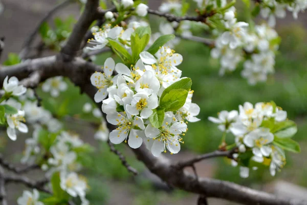 Plum tree in bloom. Beautiful floral spring abstract background of nature. Plum tree. Prunus. Spring white flowers on a tree branch. Spring, seasons, white flowers on plum tree close-up