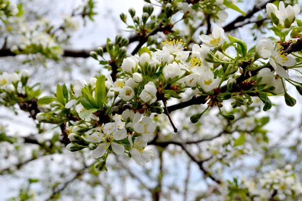 Prachtige Bloemen Voorjaar Abstracte Achtergrond Van Natuur Pruimenboom Prunus Voorjaar — Stockfoto