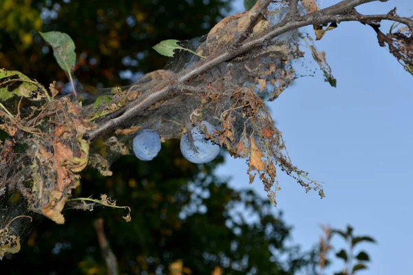 Természet Nyári Háttere Szilvafa Prunus Vagyok Pókháló Egy Szilvafán Hernyók — Stock Fotó