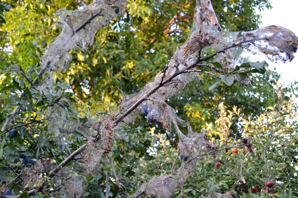 Letní Abstraktní Pozadí Přírody Švestkový Strom Prunus Pavučina Švestce Housenky — Stock fotografie