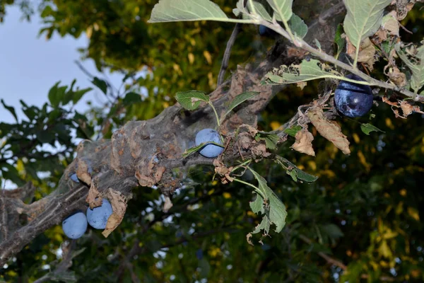 Nyári Elvont Háttér Természet Szilvafa Prunus Vagyok Pókháló Egy Szilvafán — Stock Fotó