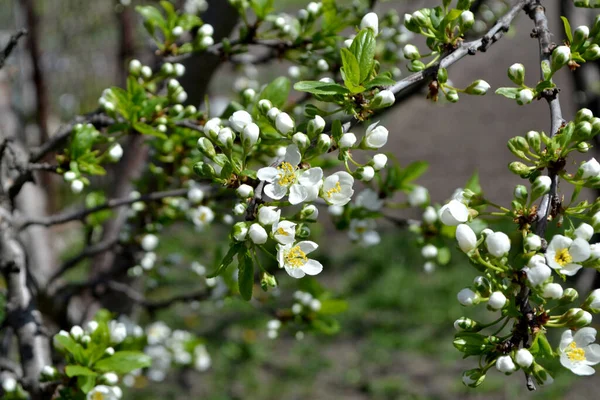 Prunus Beautiful Floral Spring Abstract Background Nature Plum Tree Spring — Stock Photo, Image