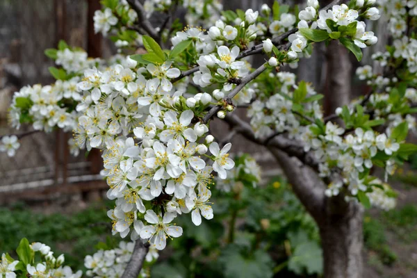 Plum Tree Prunus Spring White Flowers Tree Branch Beautiful Floral — Stock Photo, Image