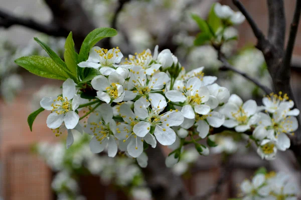 Pruimenboom Prunus Voorjaar Witte Bloemen Een Boomtak Prachtige Bloemen Voorjaar — Stockfoto