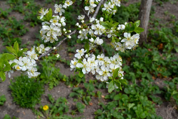 Szilvafa Prunus Vagyok Gyönyörű Virágos Tavasz Elvont Háttér Természet Tavaszi — Stock Fotó