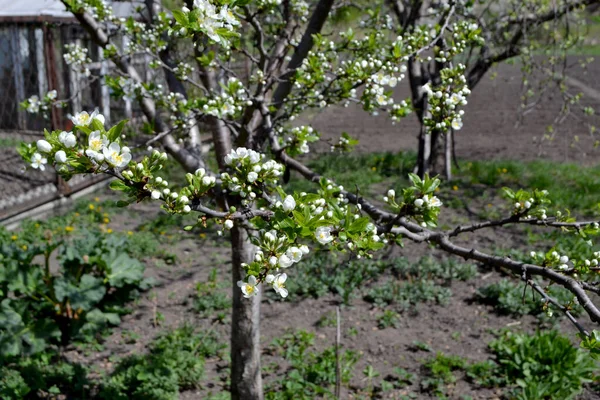 Plum Tree Beautiful Floral Spring Abstract Background Nature Prunus Spring — Stock Photo, Image