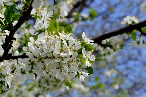 Pruimenboom Prachtige Bloemen Voorjaar Abstracte Achtergrond Van Natuur Prunus Voorjaar — Stockfoto
