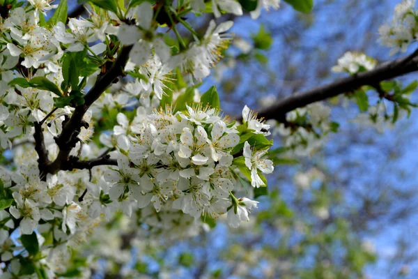 Švestkový Strom Krásné Květinové Jaro Abstraktní Pozadí Přírody Prunus Jarní — Stock fotografie