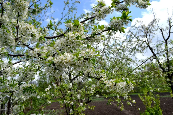 Hermoso Fondo Abstracto Primavera Floral Naturaleza Ciruela Prunus Primavera Flores —  Fotos de Stock