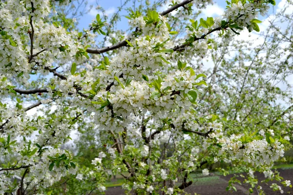 Beautiful Floral Spring Abstract Background Nature Plum Tree Prunus Spring — Stock Photo, Image