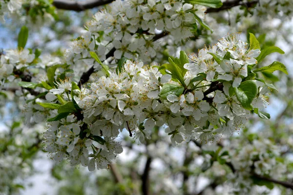 Prachtige Bloemen Voorjaar Abstracte Achtergrond Van Natuur Pruimenboom Prunus Voorjaar — Stockfoto