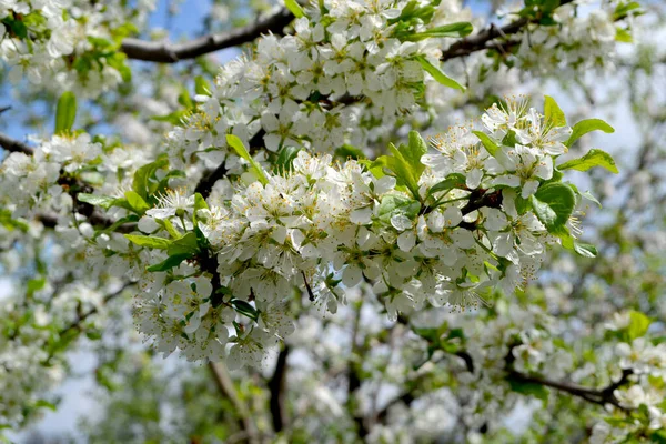 Prachtige Bloemen Voorjaar Abstracte Achtergrond Van Natuur Pruimenboom Prunus Voorjaar — Stockfoto