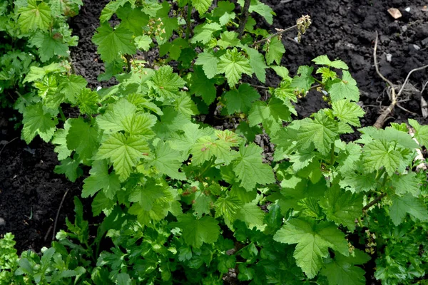Ribes Nigrum Зеленая Весна Фоне Природы Черная Смородина Весенние Зеленые — стоковое фото
